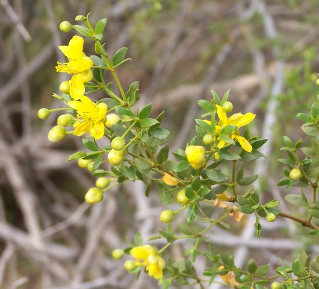 Creosote Creosote