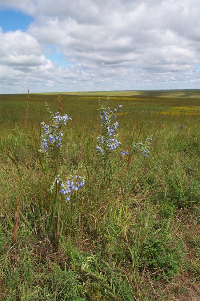 tallgrass prairie