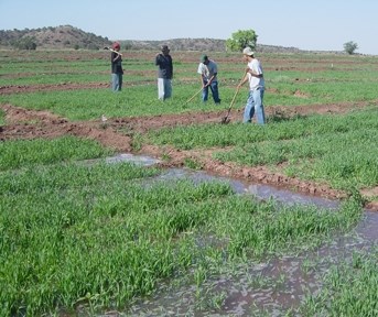a field a field