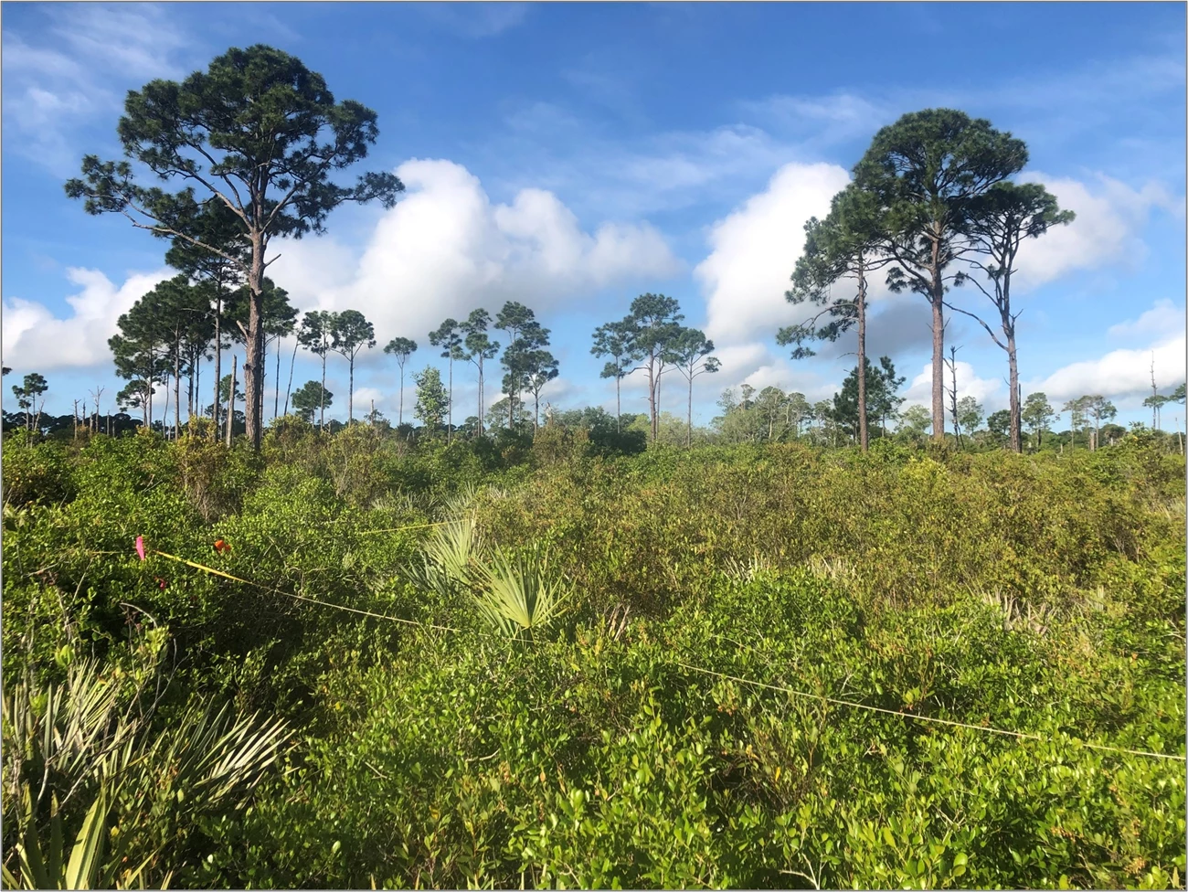 Figure 1b Figure 1. Thick vegetation with measuring tape above in a square. Tall, skinny trees and blue sky in the background.
