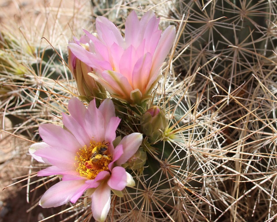 Un cactus de flores rosadas.