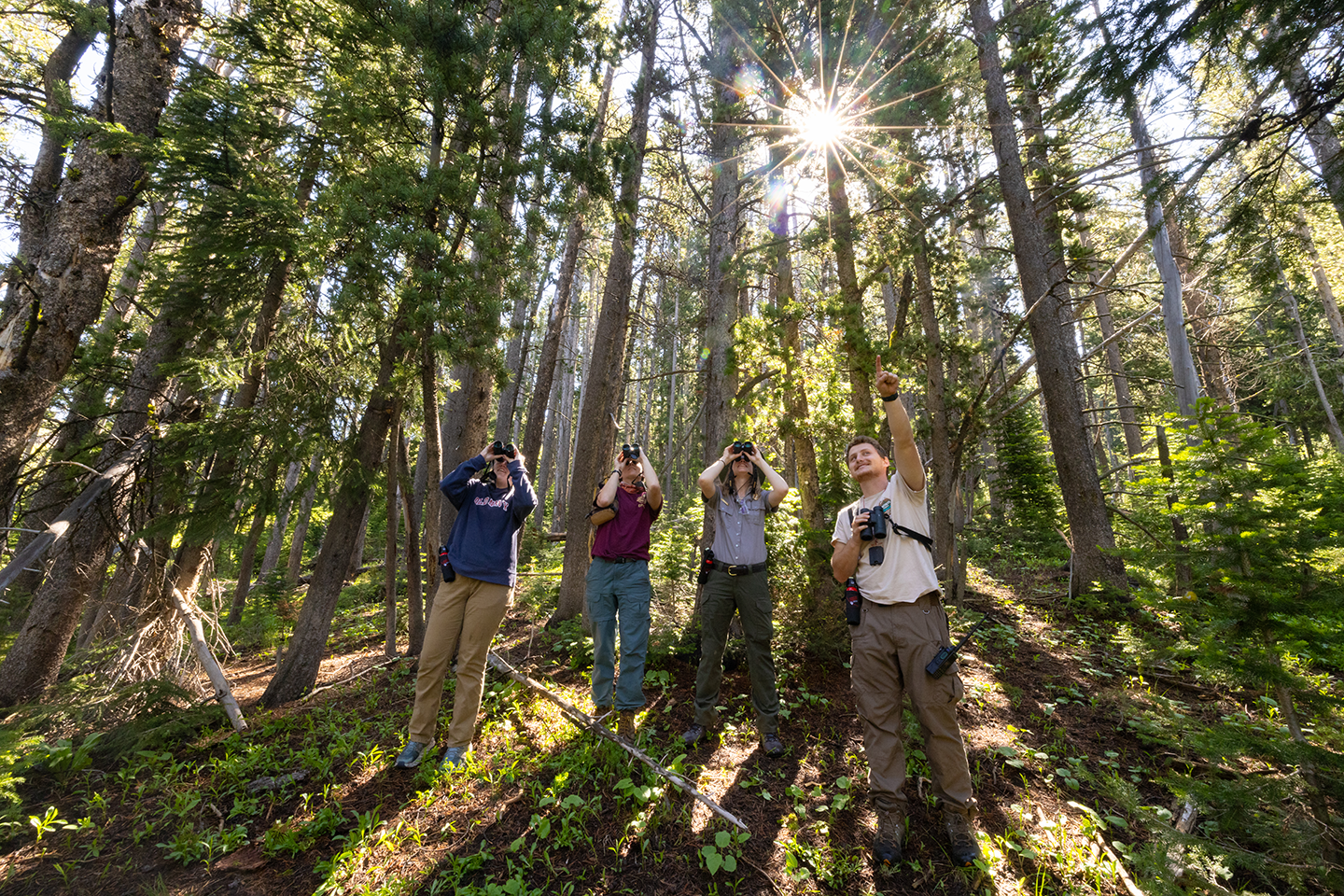 Three people with binoculars look off-camera to where a fourth person is pointing at something high in the forest canopy. Surrounding them, the sun pokes through a forest of pine trees. Three people with binoculars look off-camera to where a fourth person is pointing at something high in the forest canopy. Surrounding them, the sun pokes through a forest of pine trees.