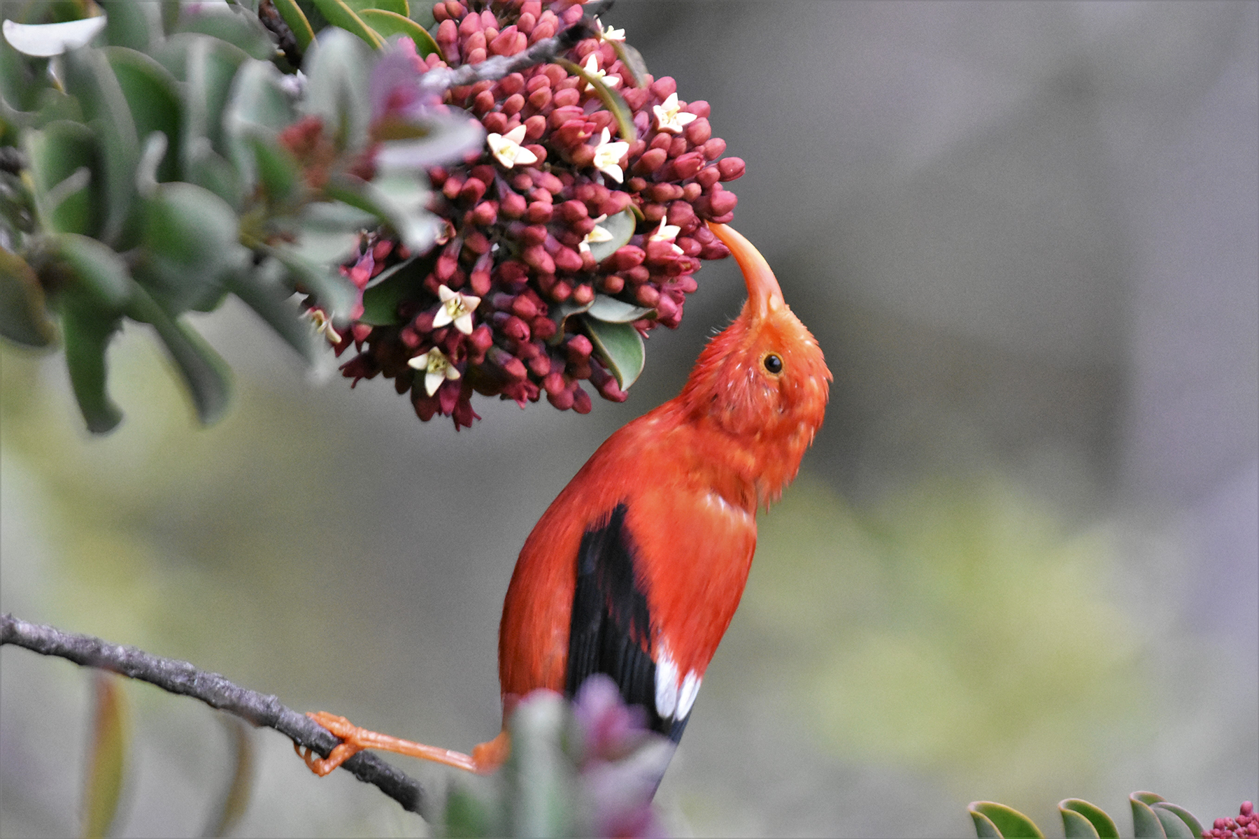 A vermillion bird with a curved orange beak pecks at a plant with clustered red buds and small cream-colored flowers. A vermillion bird with a curved orange beak pecks at a plant with clustered red buds and small cream-colored flowers.