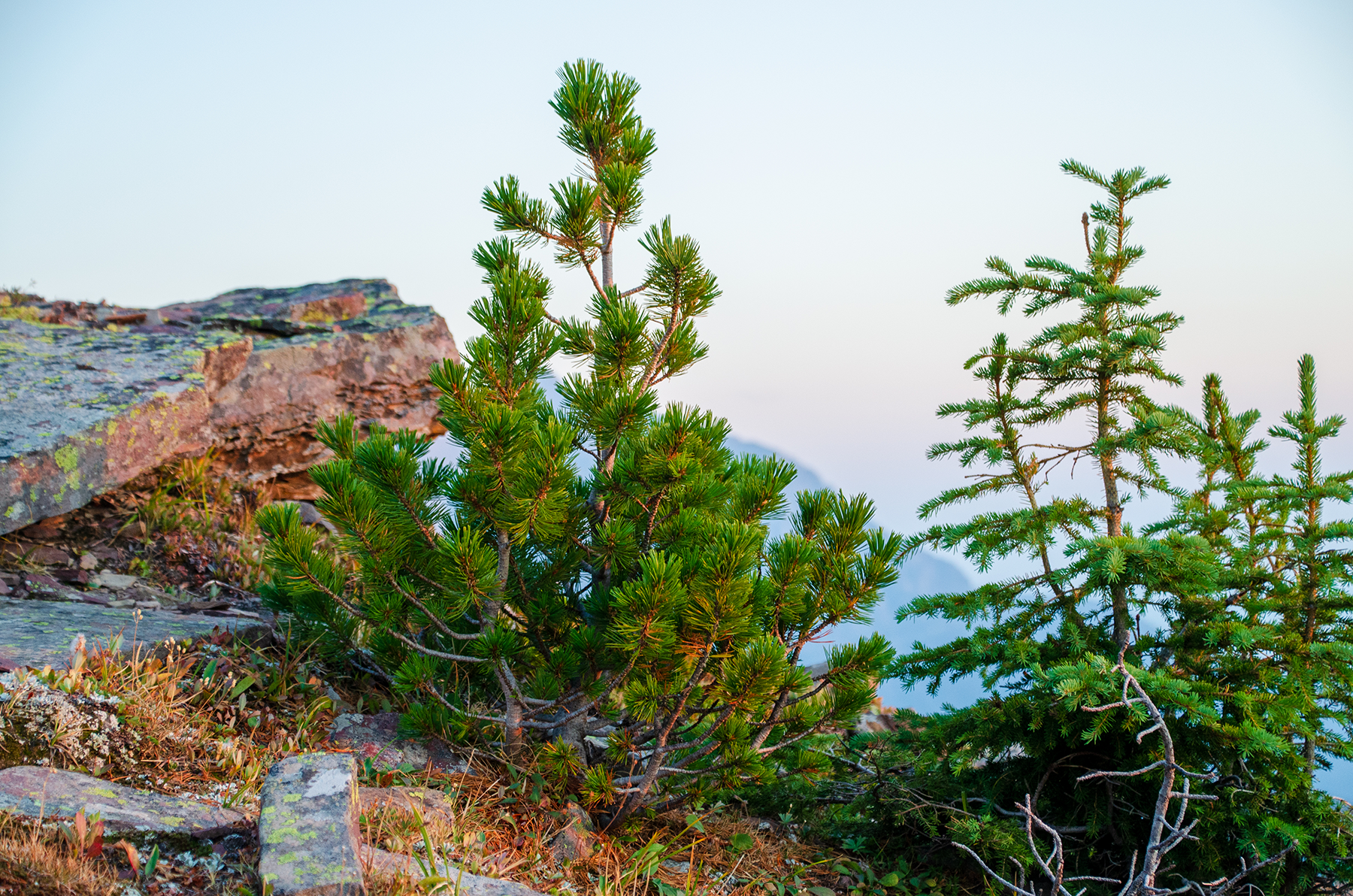 Two small evergreen trees grow on a rocky surface, with open sky and a mountaintop in the background. Two small evergreen trees grow on a rocky surface, with open sky and a mountaintop in the background.