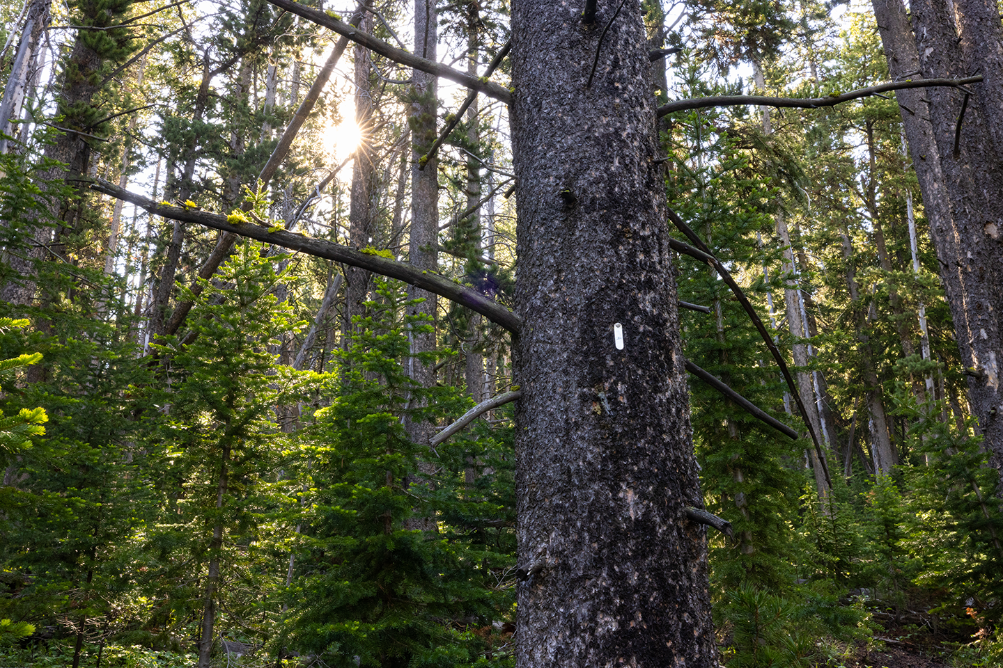 A whitebark pine forest. The foremost tree has a small metal tag on the trunk A whitebark pine forest. The foremost tree has a small metal tag on the trunk