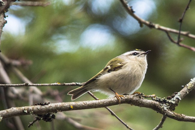 Golden-crowned Kinglet perched on a branch