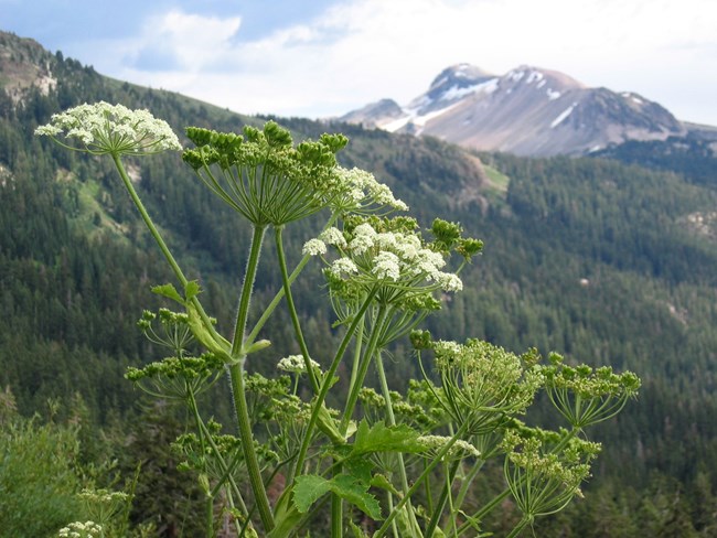 Heracleum lanatum from High Trail