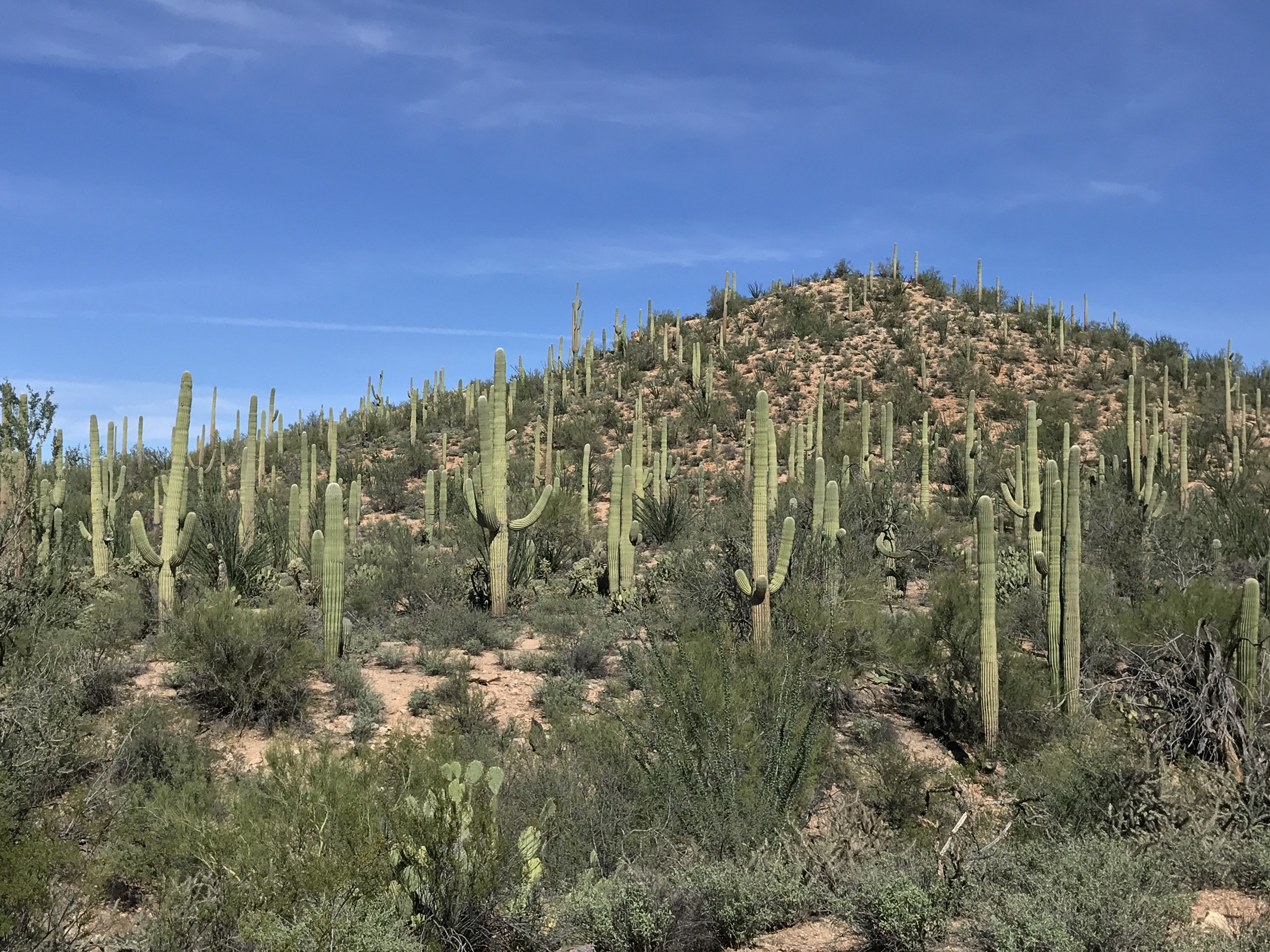 Vegetation Inventory and Map for Saguaro National Park (U.S. National Park  Service)