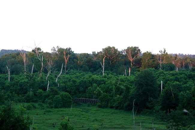 IMG_3604_1 wetlands