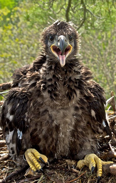 Bald eagle juvenile sitting in nest looking right at the camera