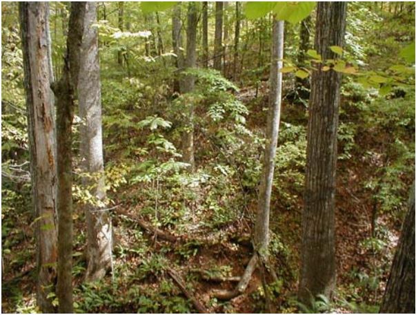 vegetation