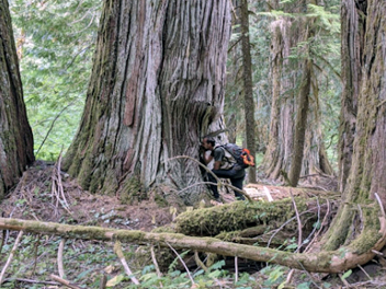 Lichen inventory A researcher carrying a backpack gets close to a large conifer tree in an attempt to identify a lichen species.
