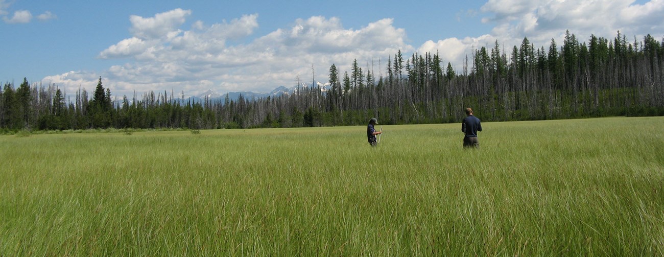 Park staff in a field of grass with trees and mountains in the background