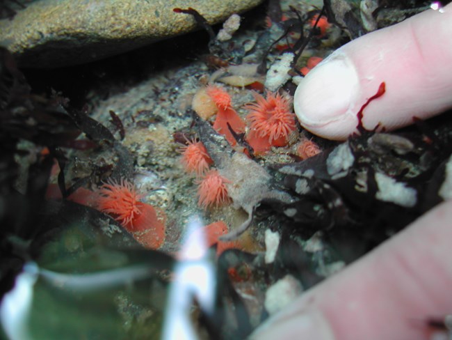 finger in shallow water pointing to tiny pink anemones.