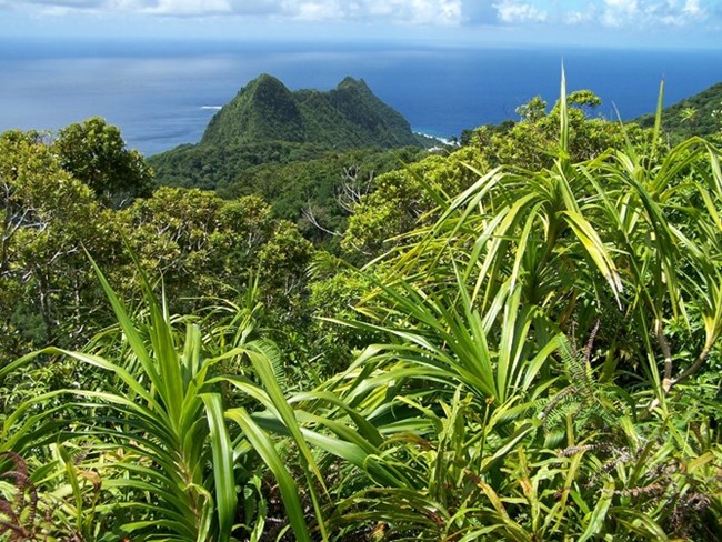 NPSA-vegatation rainforest