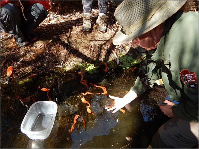 NPS ranger looking at California red-legged frog egg masses in a stream.
