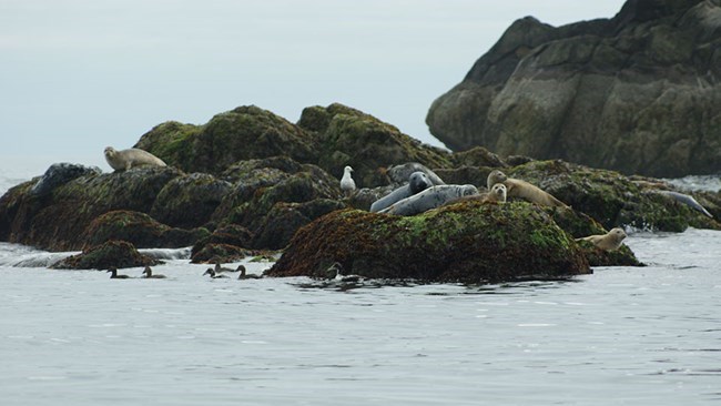 Seals nears Graves light