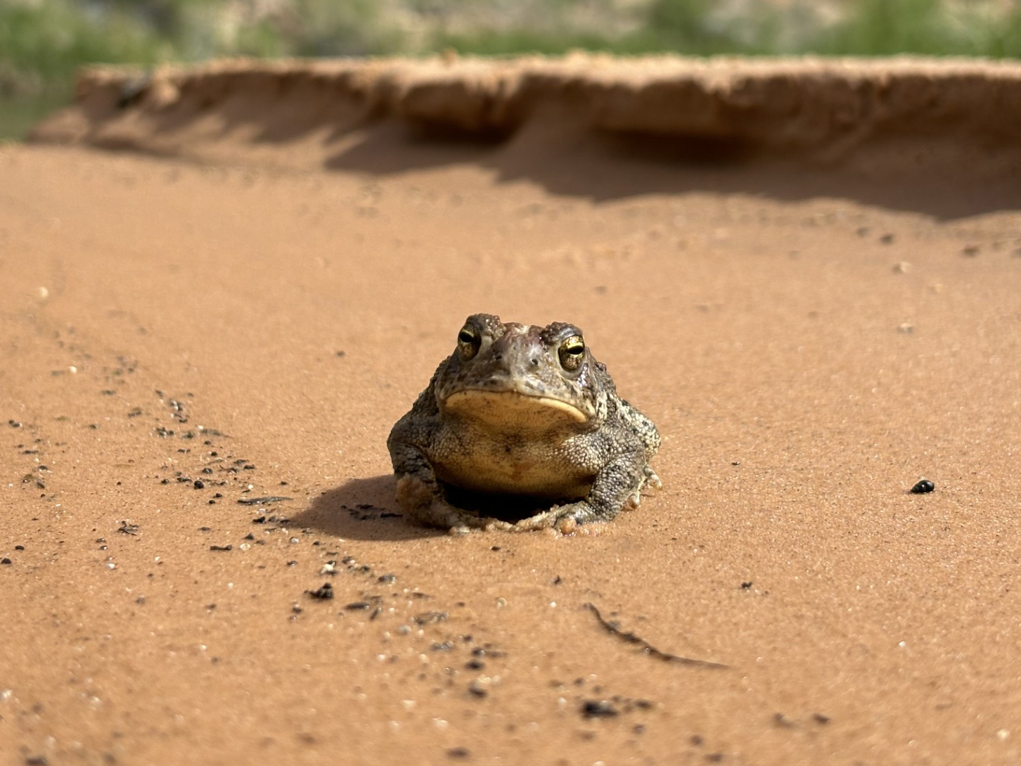 A toad sits on red sand. A toad sits on red sand.