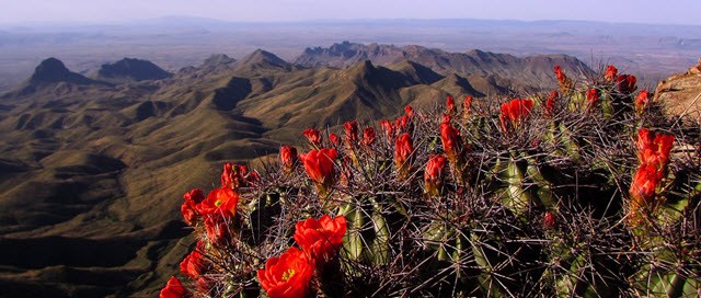Blooming cactus in the foreground with mountains in the distance Blooming cactus in the foreground with mountains in the distance