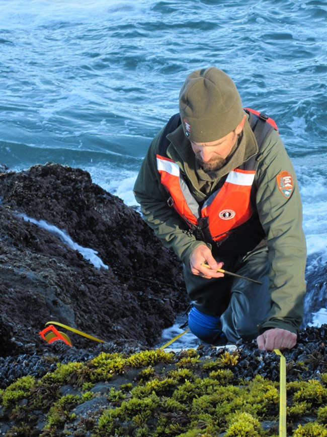 Scientist wearing a life vest as he collects data in the rocky intertidal zone.