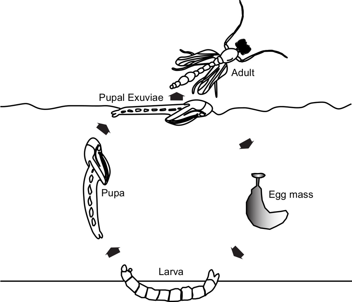 Diagram of insect lifecycle, from egg mass to larva, pupa, to adult. The winged adult emerges from an exoskeleton floating on water.