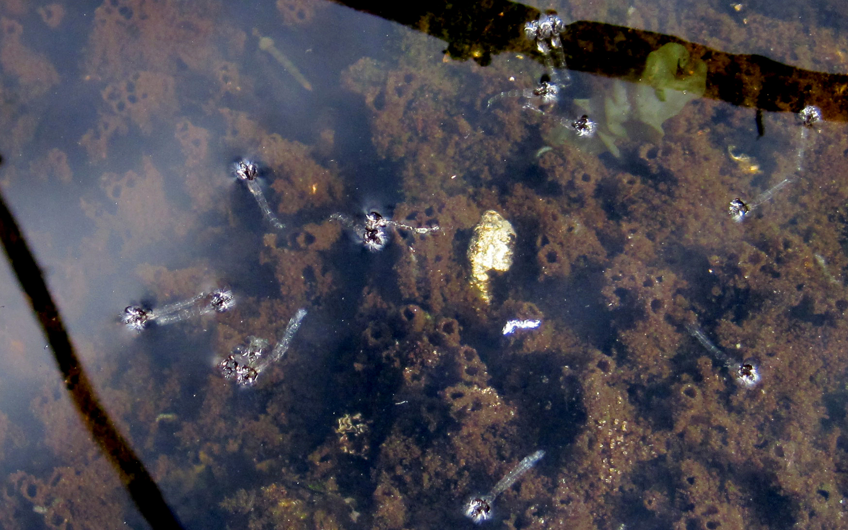 Transparent insect cases float in a pool. On the bottom of the pool are many algae-covered tubes, from which midges emerged.