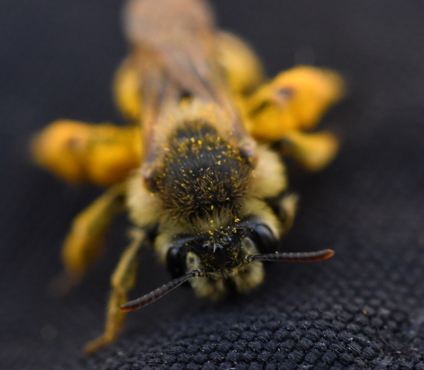 Close-up of bee.