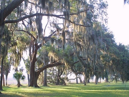 Mossy oaks mossy oaks