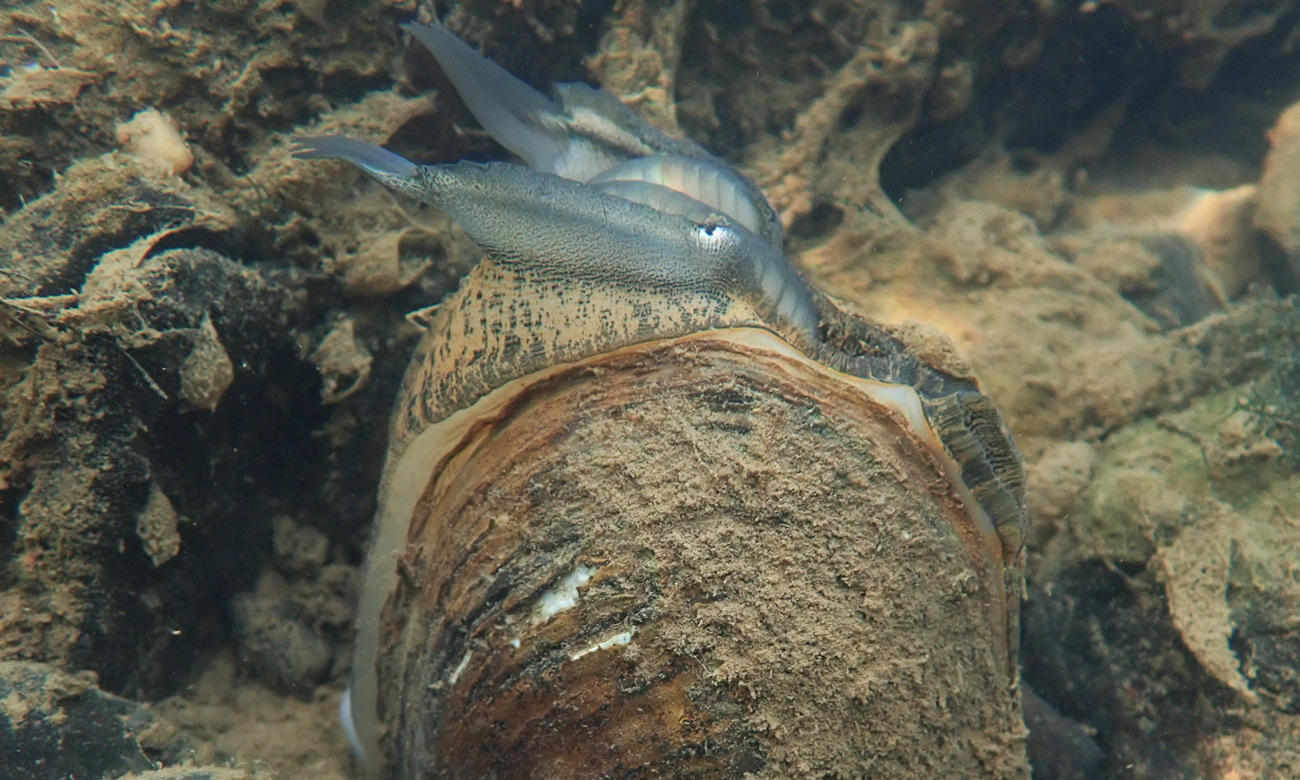 A plain pocketbook mussel. Above the mussel's sediment-covered shell is its lure, which resembles a small gray fish with an eye spot. Upon closer inspection, however, it is clear that the fishlike lure is actually connected to the mussel's flesh, which blends into the streambed. A plain pocketbook mussel. Above the mussel's sediment-covered shell is its lure, which resembles a small gray fish with an eye spot. Upon closer inspection, however, it is clear that the fishlike lure is actually connected to the mussel's flesh, which blends into the streambed.