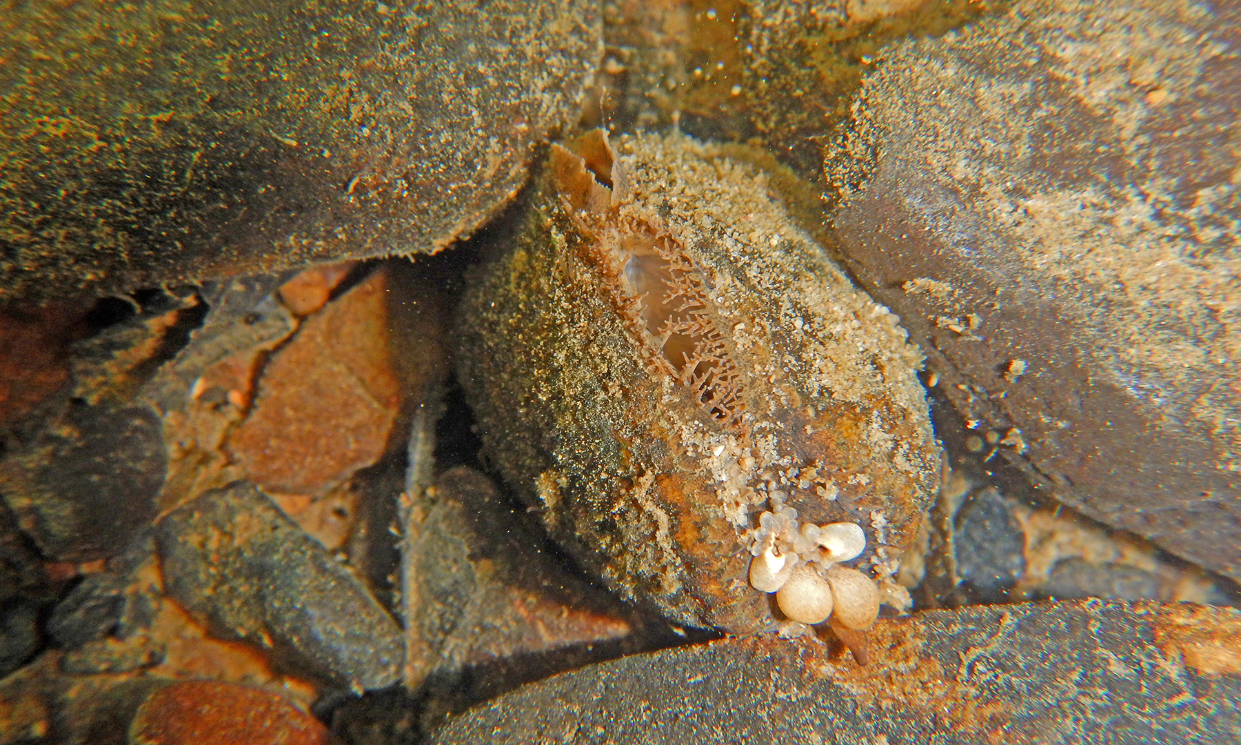 A mussel, which looks much like the sediment-covered rocks that surround it. The mussel's two shells are slightly open, and extending out of the mussel's interior are about five round white orbs, reminiscent of eggs. A mussel, which looks much like the sediment-covered rocks that surround it. The mussel's two shells are slightly open, and extending out of the mussel's interior are about five round white orbs, reminiscent of eggs.