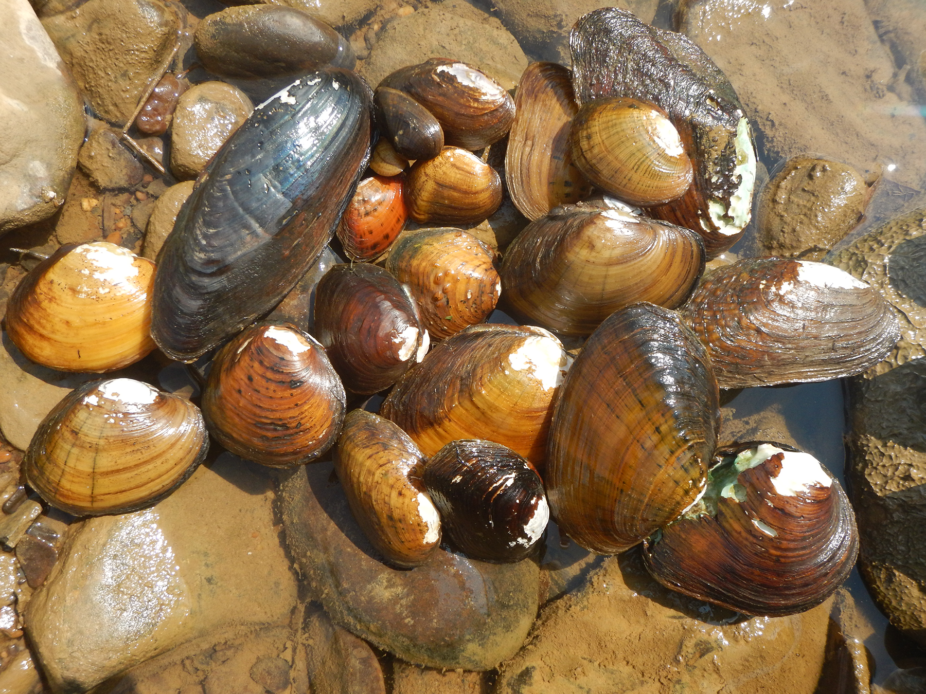 An assortment of about 20 mussels is laid out on a shallow part of a stream. No two mussels are the same. Their colors range from light tan, to reddish orange, to nearly black. Their sizes, shapes, and textures vary, from small, smooth, and round to long, bumpy, and narrow. An assortment of about 20 mussels is laid out on a shallow part of a stream. No two mussels are the same. Their colors range from light tan, to reddish orange, to nearly black. Their sizes, shapes, and textures vary, from small, smooth, and round to long, bumpy, and narrow.