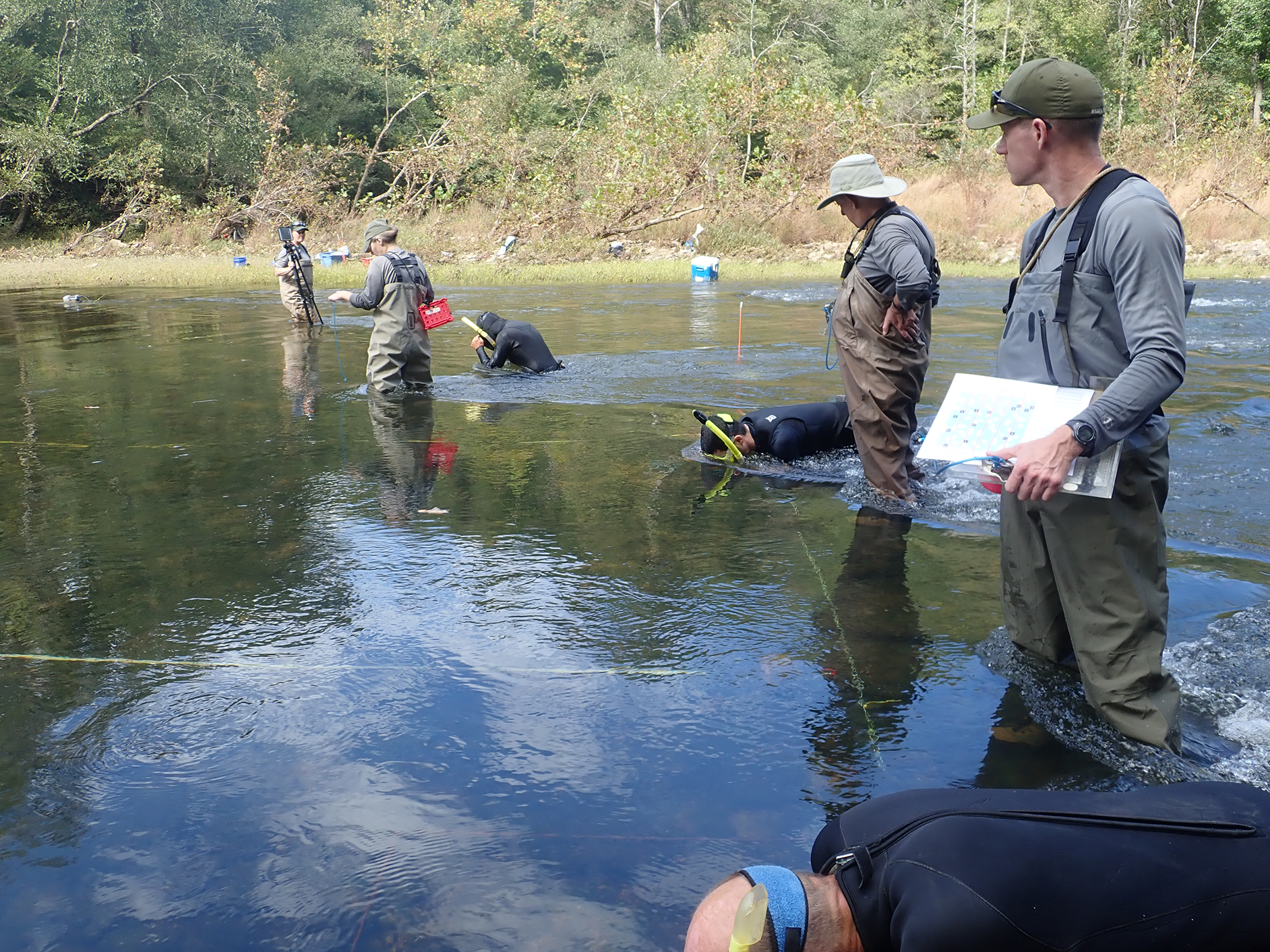 Three pairs of NPS staff stand in knee-high water, divided into lanes marked by yellow tape. Each pair includes one person standing in waders holding a clipboard and one person in a wetsuit, peering into the water using snorkel goggles. Three pairs of NPS staff stand in knee-high water, divided into lanes marked by yellow tape. Each pair includes one person standing in waders holding a clipboard and one person in a wetsuit, peering into the water using snorkel goggles.