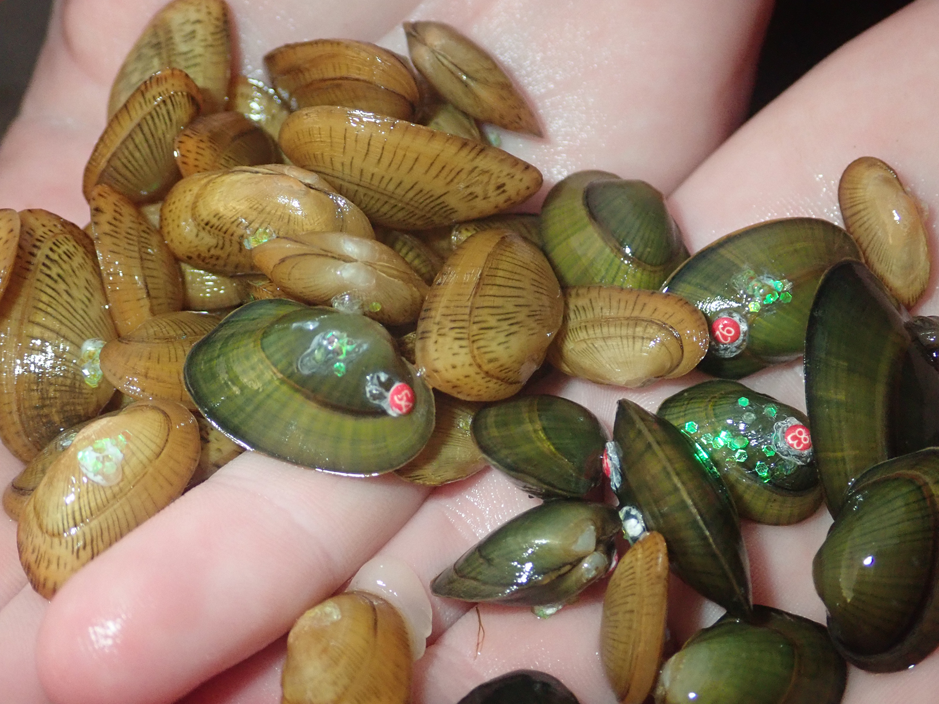 Two hands holding about 30 small mussels, each about the size of a fingertip. About half the mussels are tan, with brown outward lines on their shell, while the other half are green. Some mussels have green glitter and/or red numbered tags visible on their shells. Two hands holding about 30 small mussels, each about the size of a fingertip. About half the mussels are tan, with brown outward lines on their shell, while the other half are green. Some mussels have green glitter and/or red numbered tags visible on their shells.