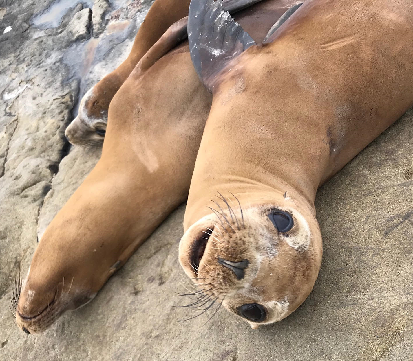 Small sea lion looks up into camera, laying on beach with two others.