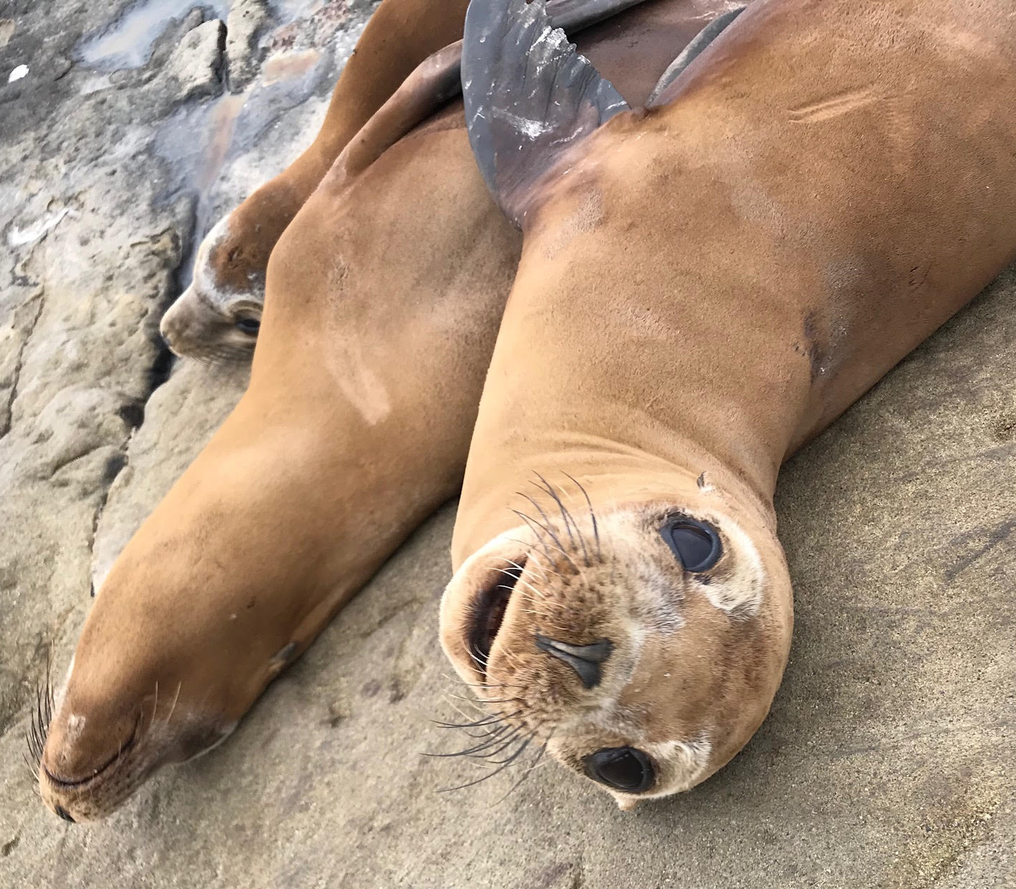 Small sea lion looks up into camera, laying on beach with two others. Small sea lion looks up into camera, laying on beach with two others.