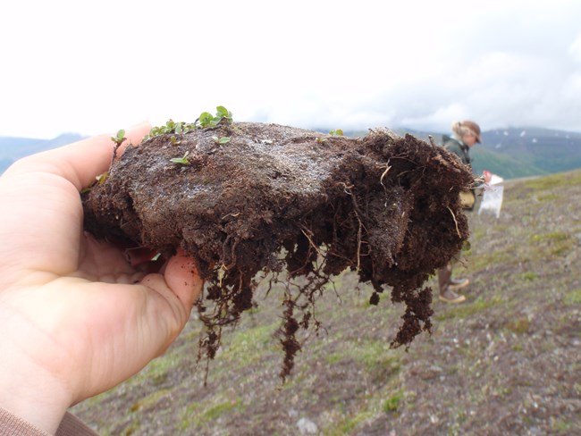 Close-up of a soil sample collected in Alaska