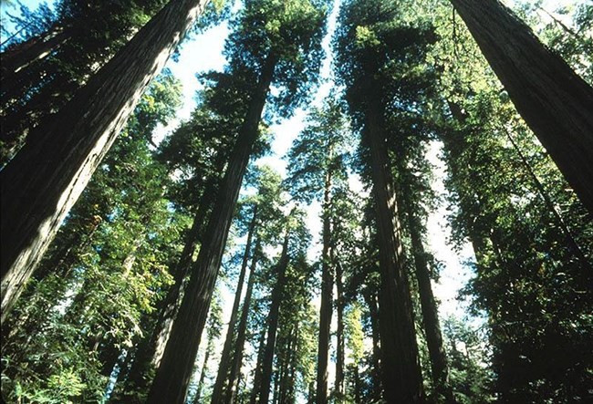 view of redwood trees, from the ground looking up into the treetops view of redwood trees, from the ground looking up into the treetops