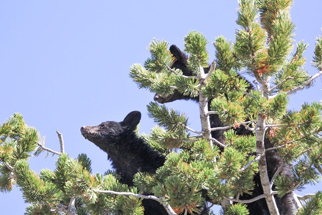 Two black bears sit in the upper branches of a whitebark pine tree in Yellowstone.