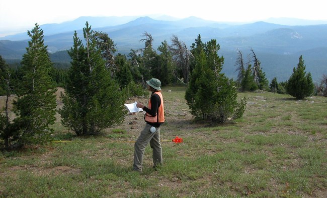 Field technician holding datasheets near whitebark pine trees