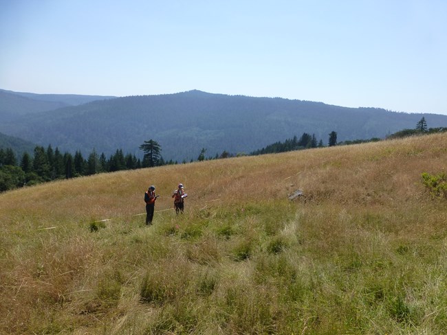 Field technicians in grass near monitoring tape, with hills in background