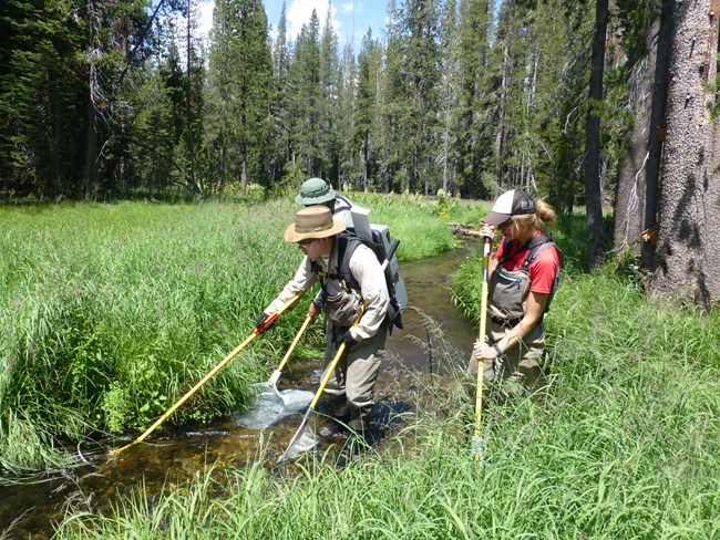 Three people holding nets wading up a small stream surrounding by meadow and forest.