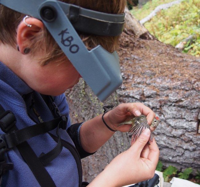 Field technician holding bird and looking at it with magnifier