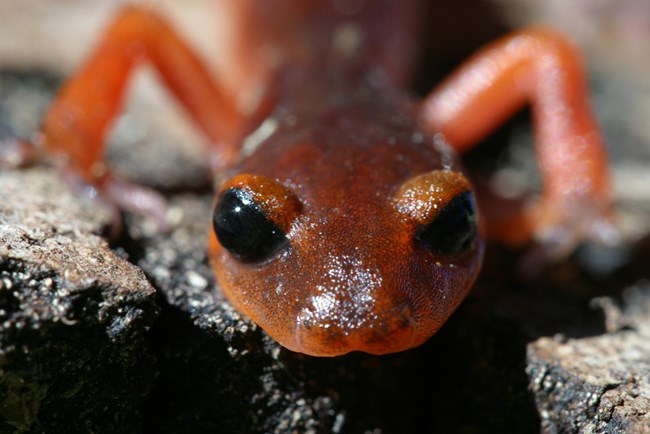 Head-on, close-up of a small orange salamander with dark eyes, crawling on the ground