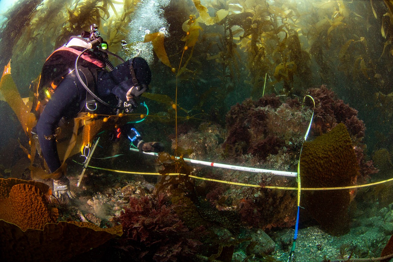 Diver in a dense kelp forest, moving along a yellow measuring tape stretched out in front of them.