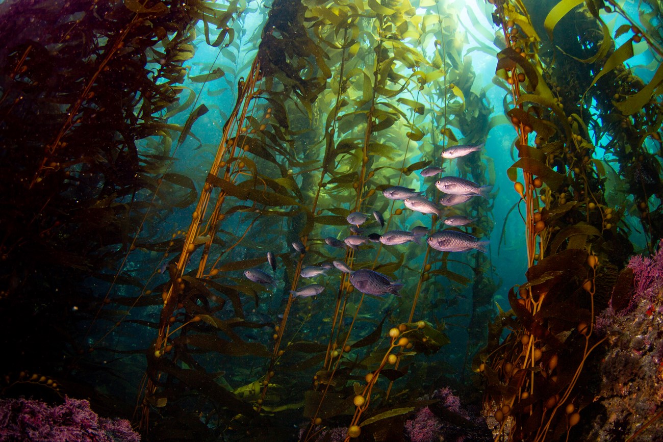 A couple dozen silvery, mid-sized fish swim among towering blades of kelp.