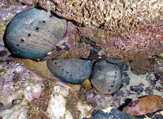 Cluster of at least four large black abalone in a rock crevice