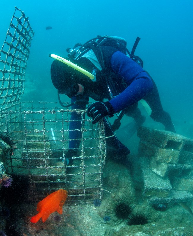 Diver reaching in to an open wire-framed cube and pulling out halved cinder blocks as a garibaldi looks on
