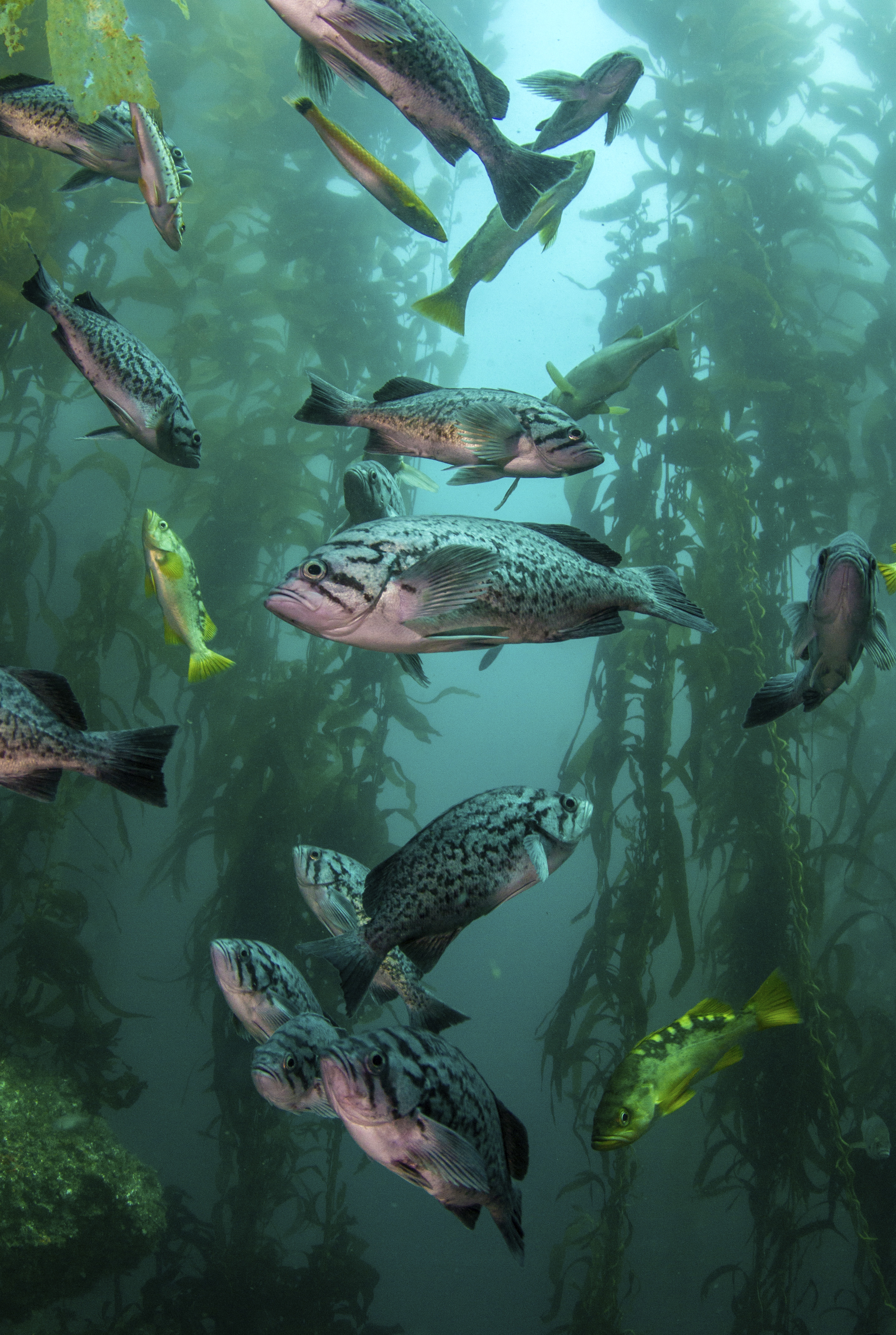 Kelp Forest Community Monitoring (U.S. National Park Service)