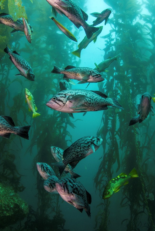 marine biome kelp