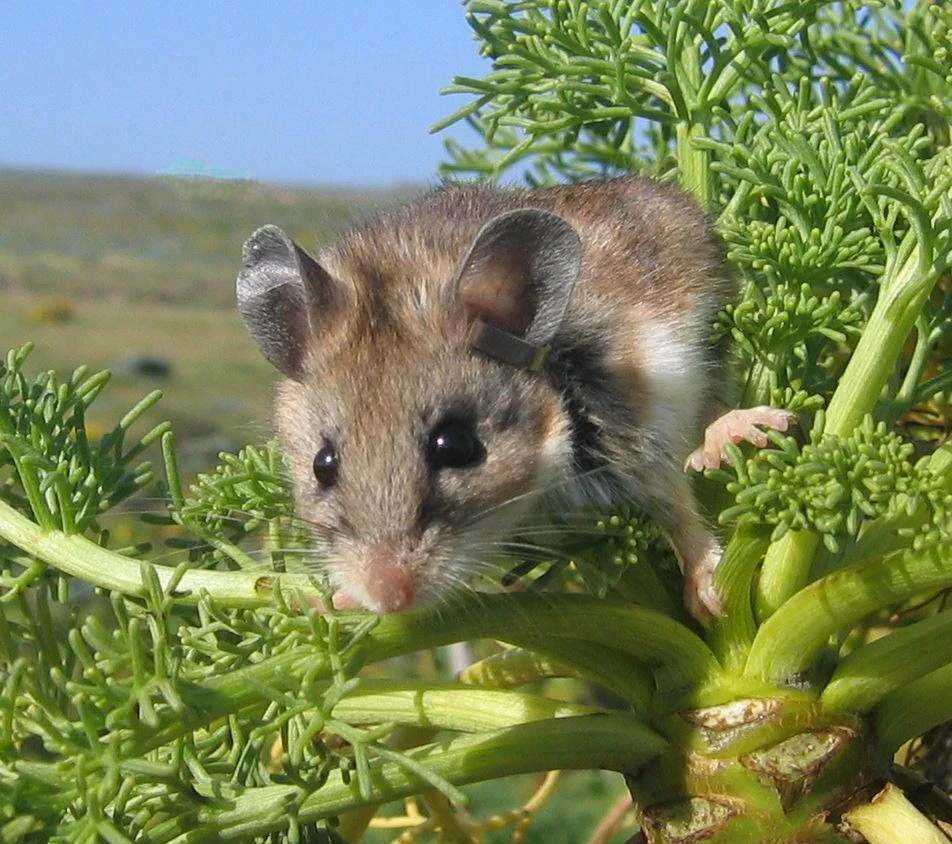 Deer mouse and coreopsis Deer mouse with an ear tag climbing on coreopsis